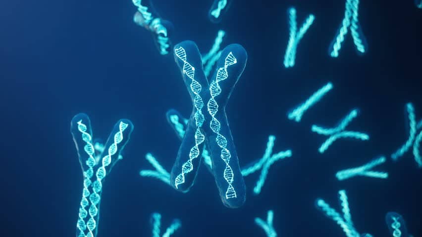 Chromosomes carrying DNA